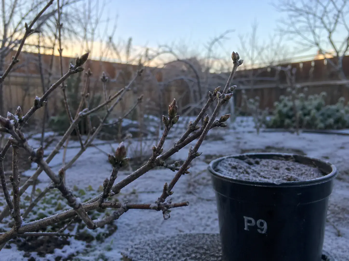 Зимовий бузок