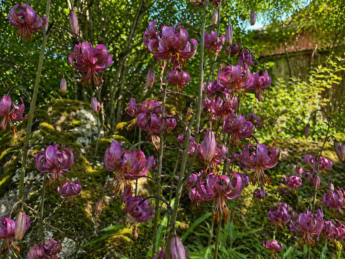 Лілія Мартагон 3