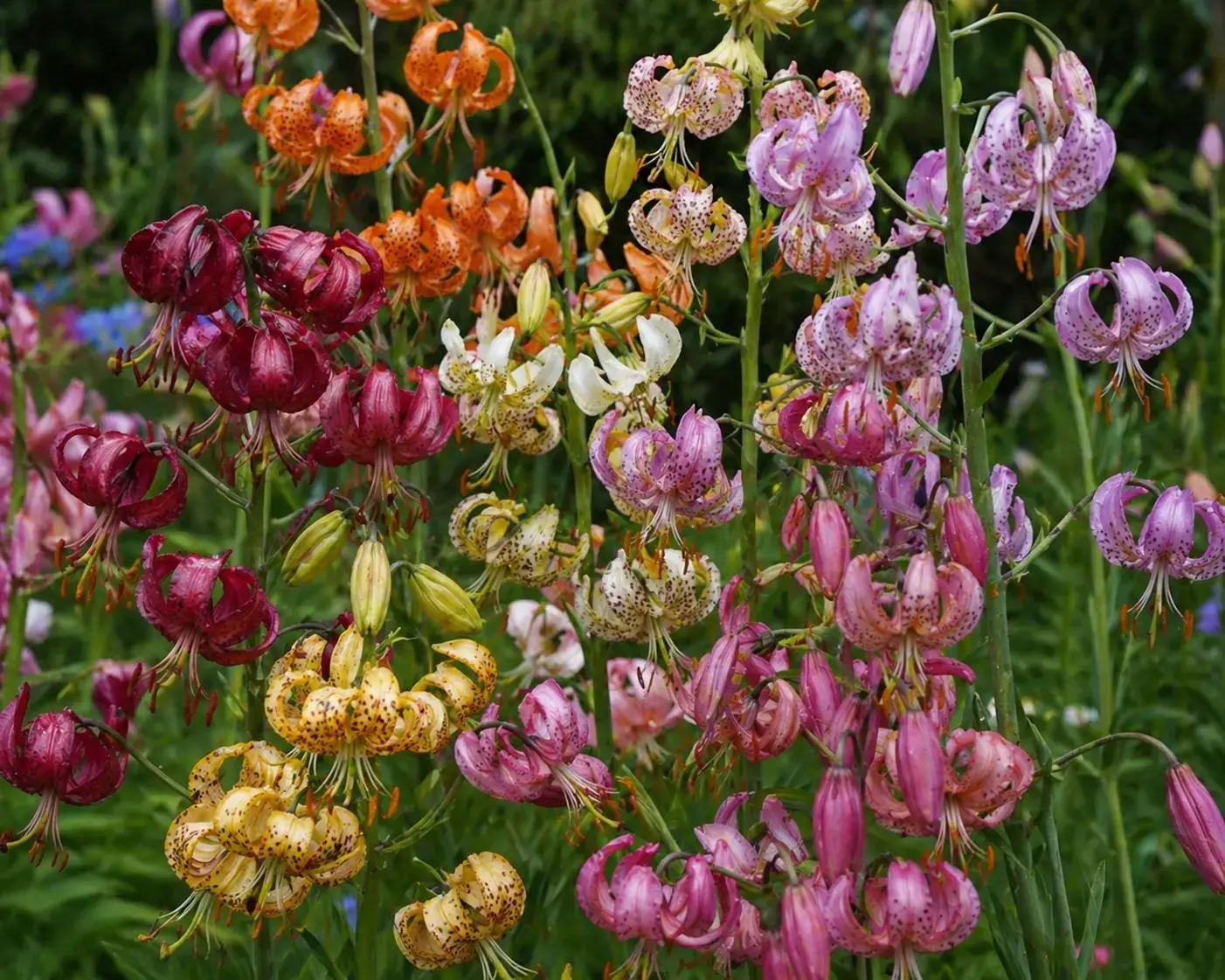 Лілія Мартагон без догляду